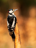 Grote Bonte Specht / Great Spotted Woodpecker - Lemelerberg