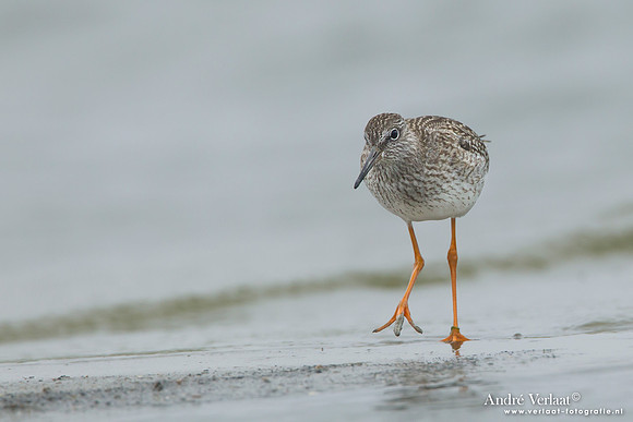Tureluur / Redshank - Den Helder