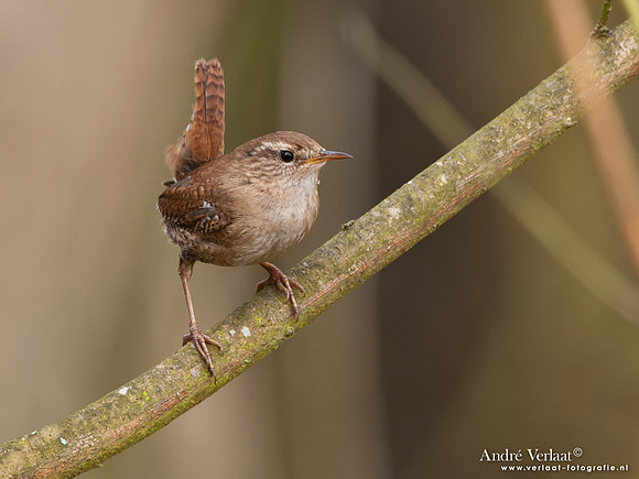 Winterkoning / Winter Wren - Oostvaardersplassen