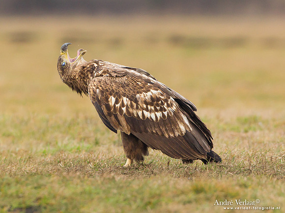 Zeearend / White-tailed Eagle - Central Poland