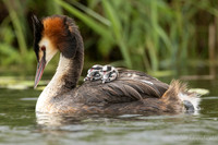 Fuut / Great Crested Grebe - Wognum