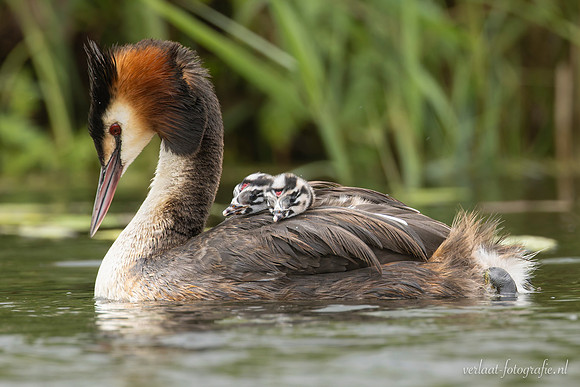 Fuut / Great Crested Grebe - Wognum