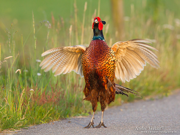 Fazant / Pheasant - De Rijp