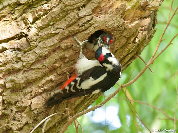 Grote Bonte Specht / Great Spotted Woodpecker - Zwaagdijk-Oost