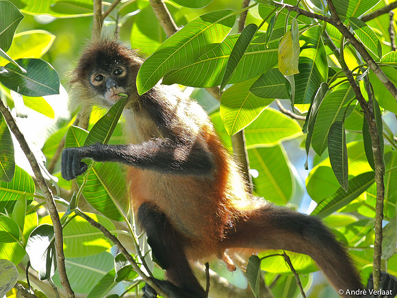Slingeraap / Spider Monkey - Corcovado NP, Costa Rica