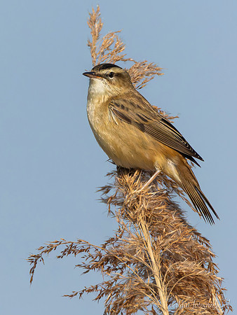 Rietzanger / Sedge Warbler - Zouweboezem