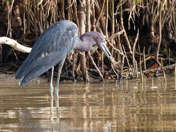 Groene Reiger / Green Heron - Rio Lagartos