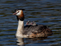 Fuut / Great Crested Grebe - Wognum