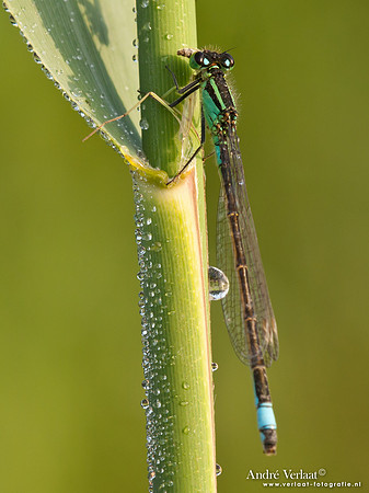Lantaarntje eet sprinkhaan / Blue-tailed Damselfly eating grashopper - Wognum
