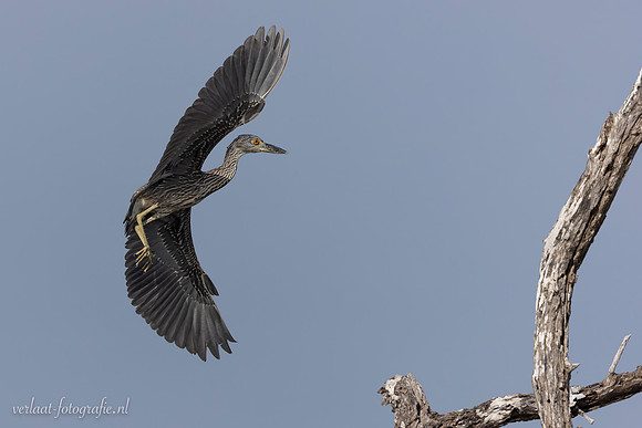 Kwak / Black-crowned Night-Heron - Rio Lagartos