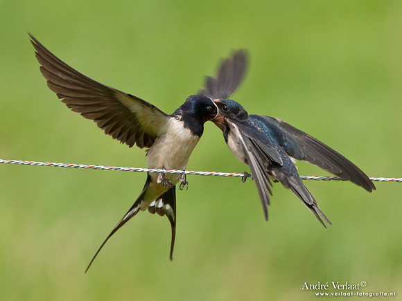 Boerenzwaluw / Barn Swallow - Wognum