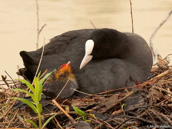 Meerkoet / Coot - Leekermeer