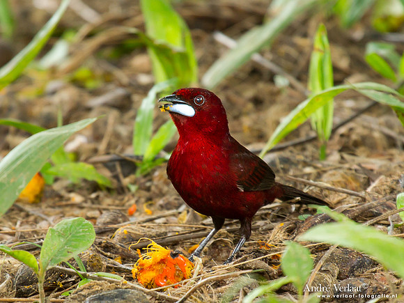 Fluweeltangare / Silver-beaked Tanager - Commewijne