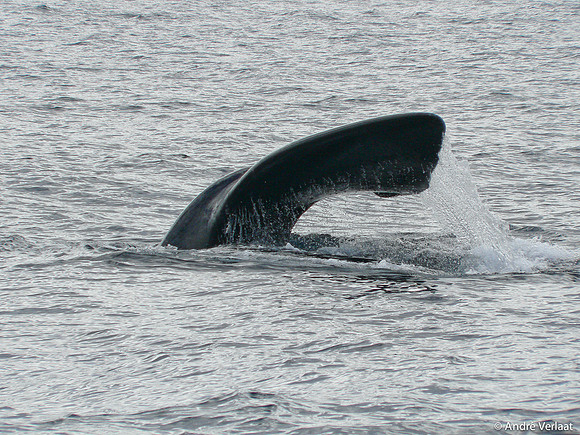 Zuidkaper / Southern Right Whale - Peninsula Valdes, Argentina