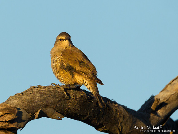 Grijze Kruiper / Brown Treecreeper - Bowra Sanctuary