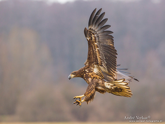 Zeearend / White-tailed Eagle - Central Poland