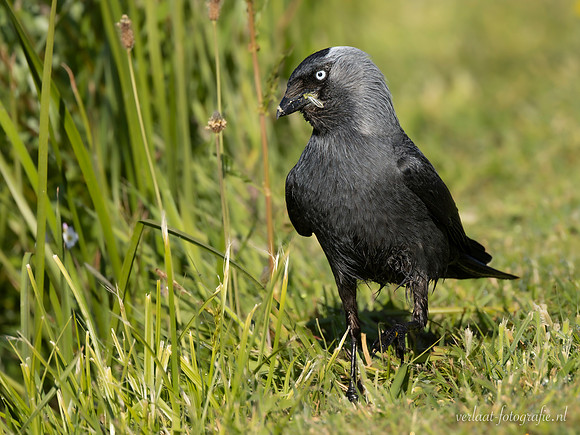 Kauw / Western Jackdaw - Wognum