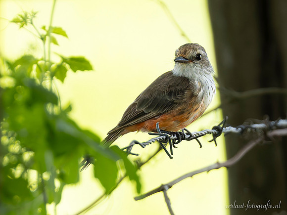 Rode Tiran / Vermilion Flycatcher (F) - Tizimin
