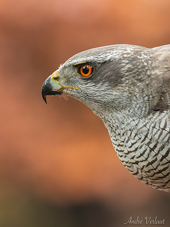 Havik / Northern Goshawk - Oss