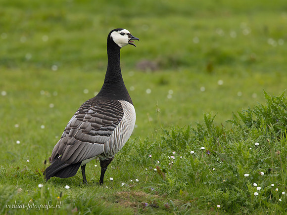 Brandgans / Barnacle Goose - Wognum
