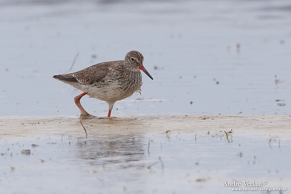 Tureluur / Redshank - Wieringermeer