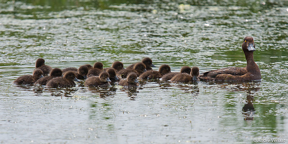 Kuifeend / Tufted Duck - Waterberging Twisk