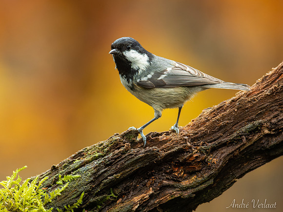 Zwarte Mees / Coal Tit - Oss