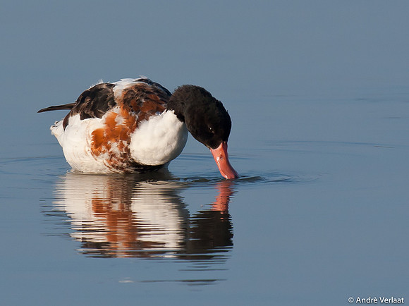 Bergeend / Shelduck - Oostvaardersplassen