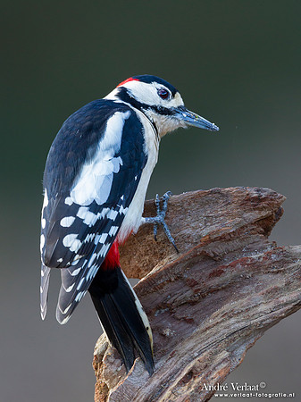 Grote Bonte Specht / Great Spotted Woodpecker - Lemelerberg