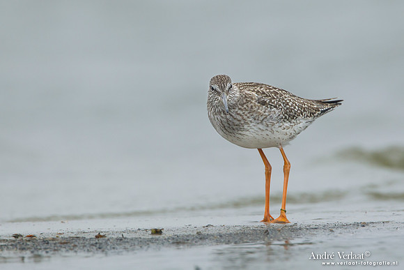 Tureluur / Redshank - Den Helder