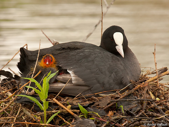 Meerkoet / Coot - Leekermeer
