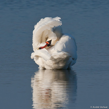 Knobbelzwaan / Mute Swan - Oostvaardersplassen