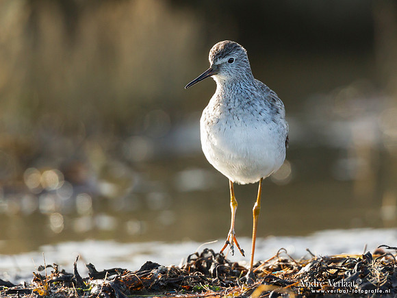 Kleine Geelpootruiter / Lesser Yellowlegs - Den Oever