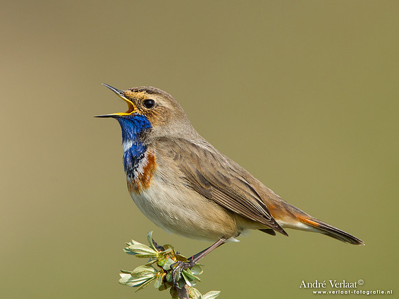 Blauwborst / Bluethroat - Katwijk