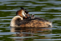Fuut / Great Crested Grebe - Wognum