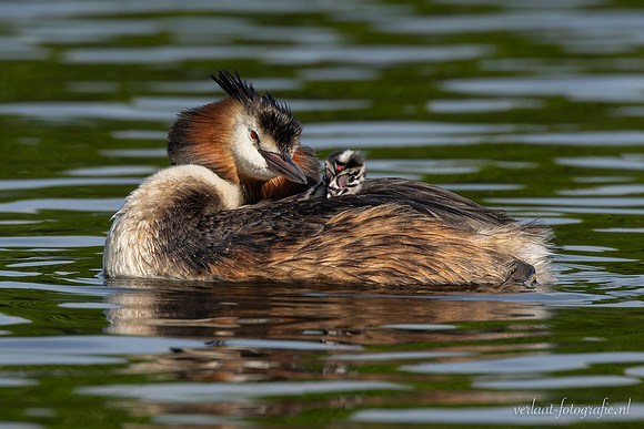 Fuut / Great Crested Grebe - Wognum