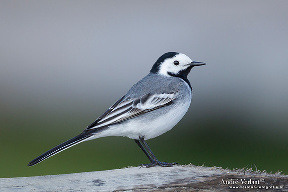 Witte Kwikstaart / White Wagtail - Den Oever