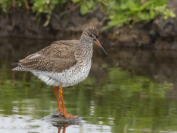 Tureluur / Redshank - Wognum