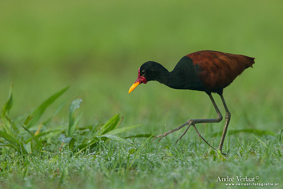 Leljacana / Wattled Jacana - Peperpot