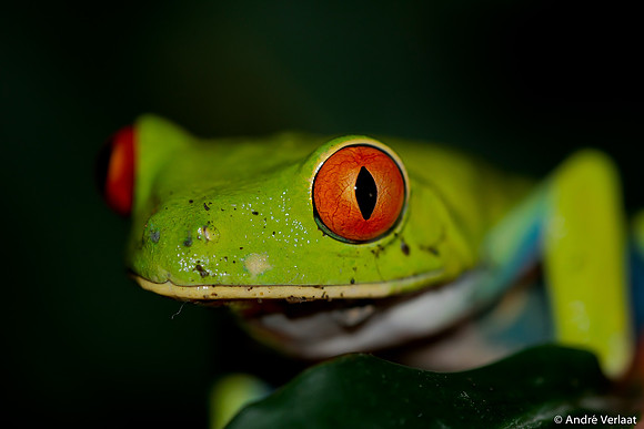 Roodoog Makikikker / Red Eyed Tree Frog - Arenal, Costa Rica