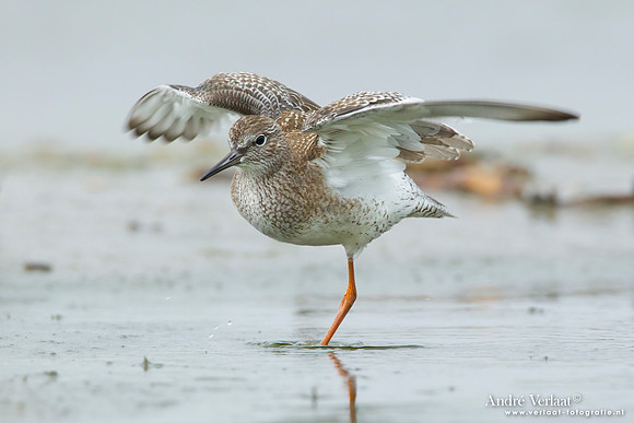 Tureluur / Redshank - Den Helder