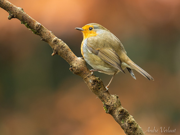 Roodborst / Robin - Oss