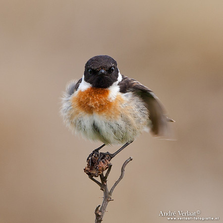 Roodborsttapuit / Stonechat - Hargen aan Zee
