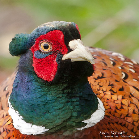 Fazant / Pheasant - Schardam