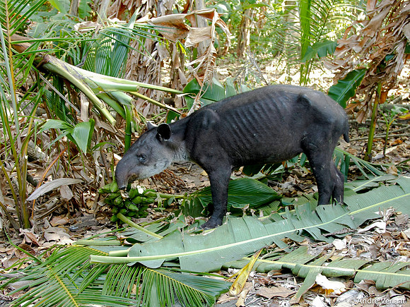 Midden Amerikaanse Tapir / Baird's Tapir - Corcovado NP, Costa Rica