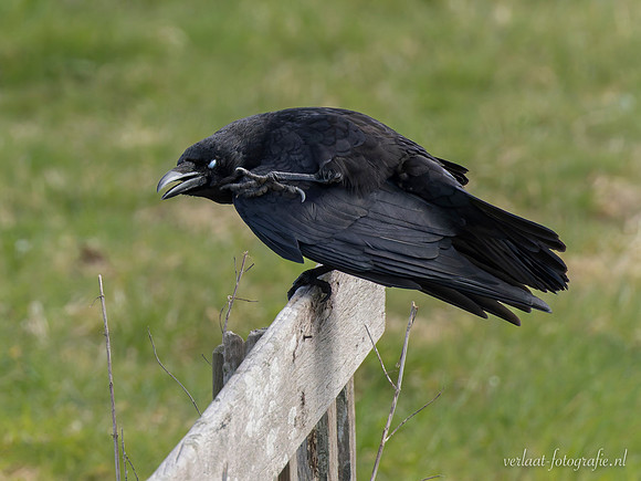 Zwarte Kraai / Carrion Crow - Neck