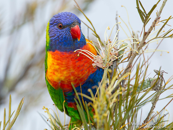 Regenbooglori / Rainbow Lorikeet - Highfields