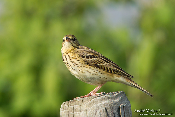 Boompieper / Tree Pipit - Den Oever