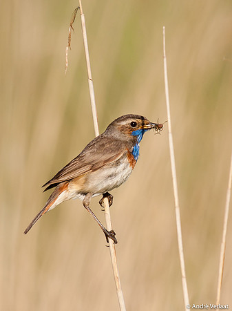 Blauwborst / Bluethroat - Egboetswater