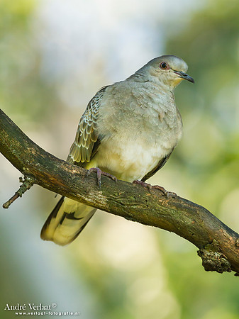 Zomertortel / Turtle-Dove - Tiszagyenda